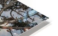 FS240802DW EAGLE UP ABOVE HD Metal print