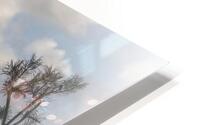 FS250925 TREE HD Metal print