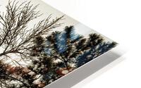 Fall Foliage HD Metal print