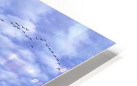 Snow Geese HD Metal print