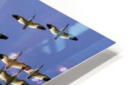 SNOW GEESE HD Metal print