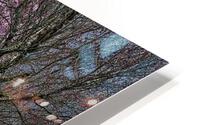 CHERRY BLOSSOMS HD Metal print