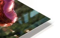 HEARTS HD Metal print