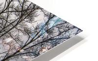 Trees In The Rain HD Metal print