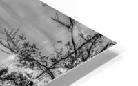 FS220925BW HD Metal print