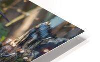 Saltmarch Sparrow HD Metal print