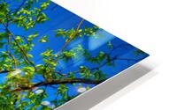 FOUR COLORS HD Metal print