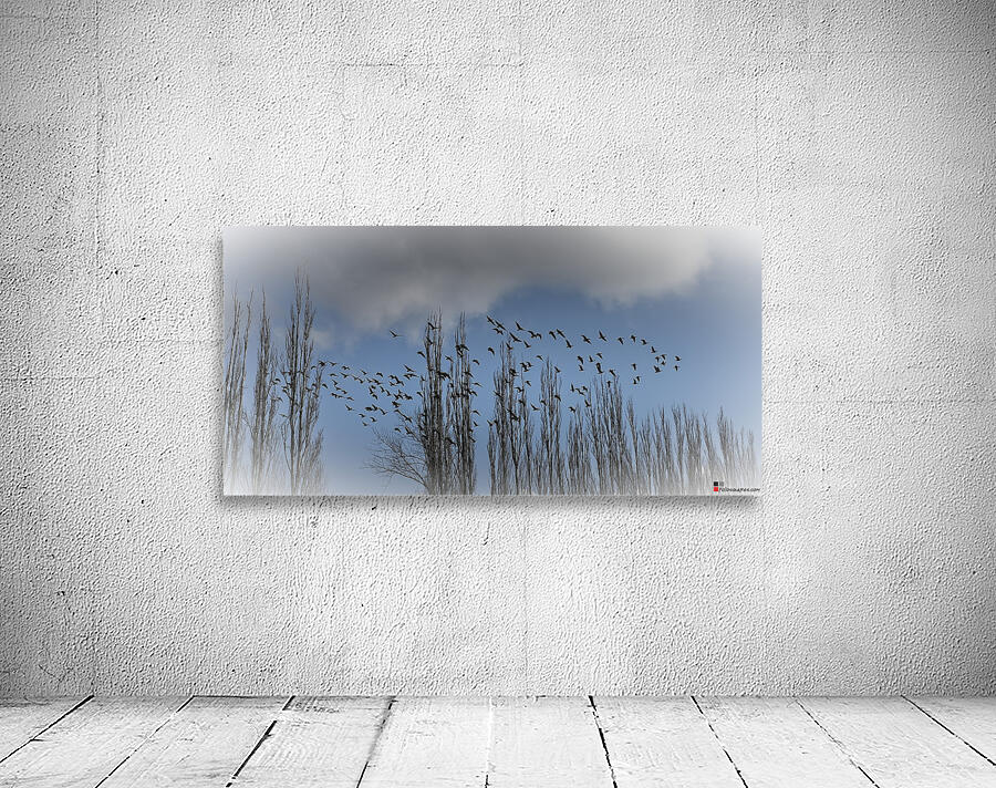 FS240207 BIRDS Wall Preview