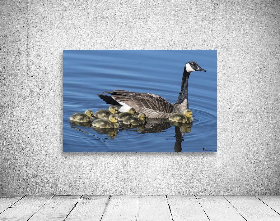 FS240422 430 Wall Preview