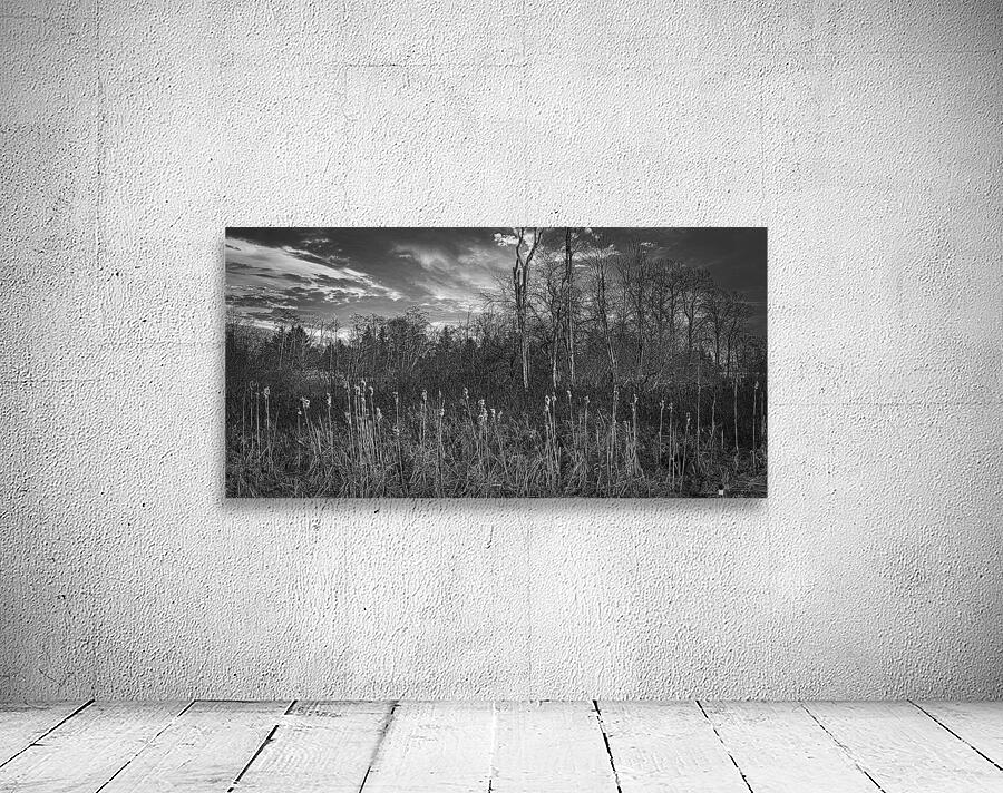 FS240318 Still Creek Wall Preview