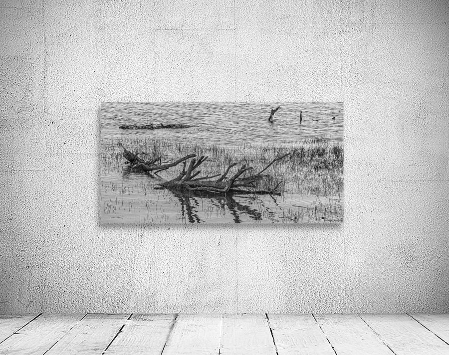 Fallen Trees in Water Wall Preview