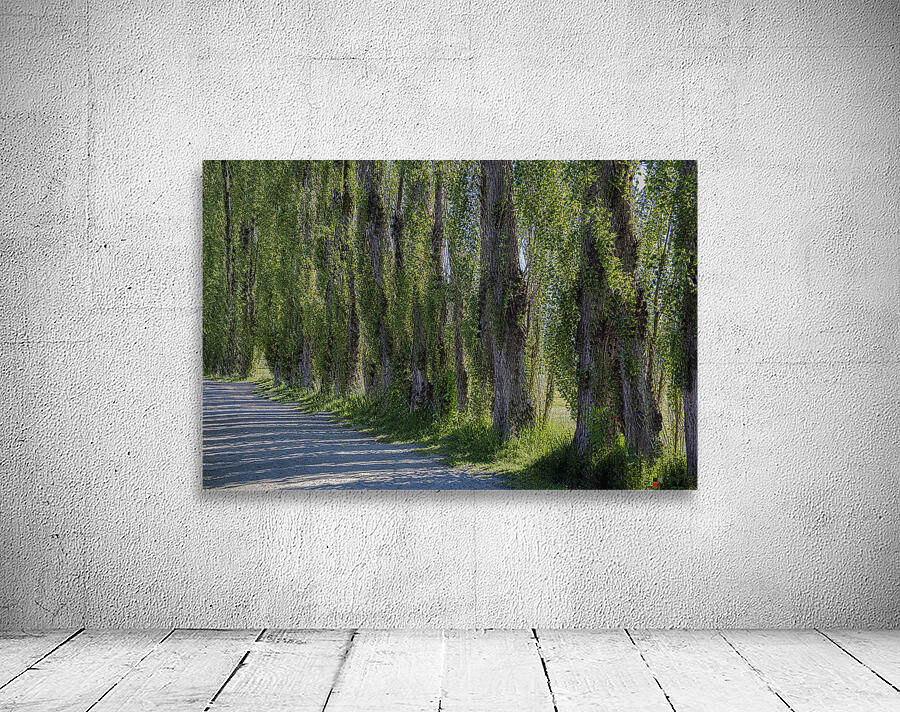 FS240619 TREES Wall Preview