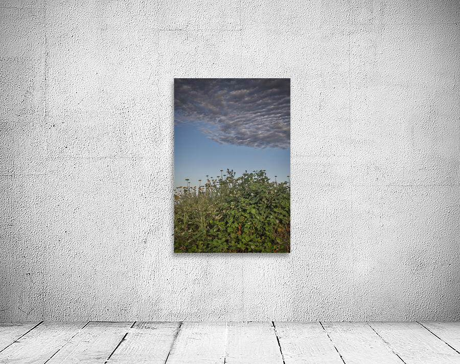 FS240702 Cloudscape Wall Preview