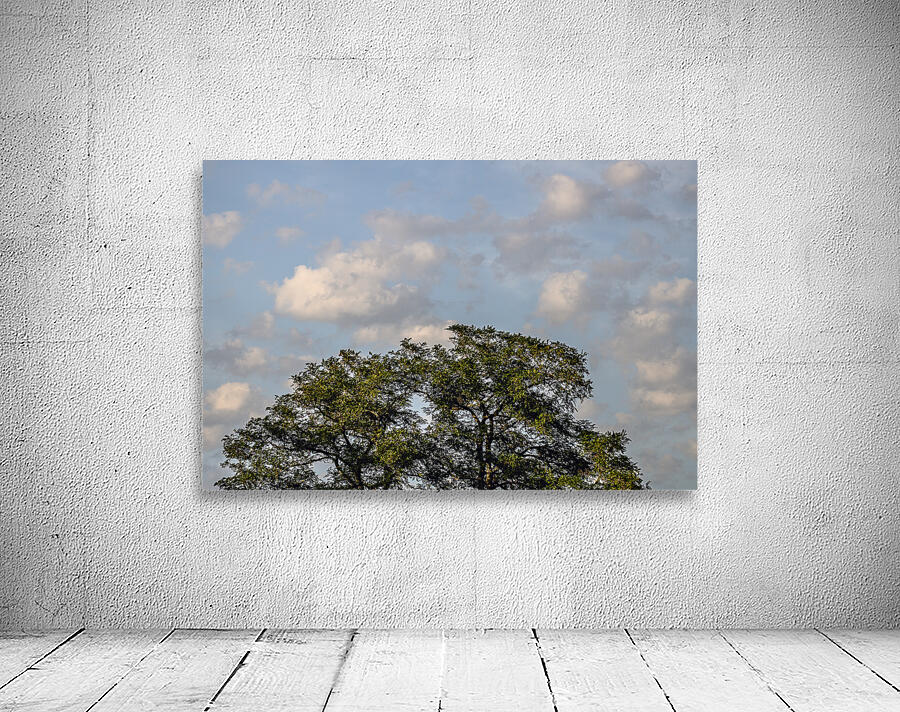 FS240802 CLOUDSCAPE Wall Preview