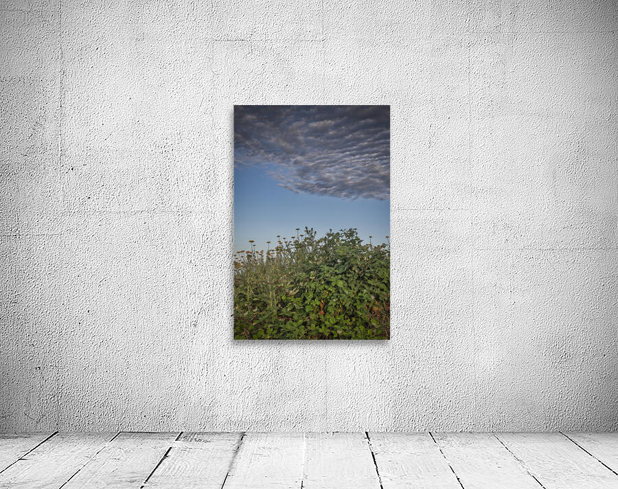 FS240702 Cloudscape Wall Preview