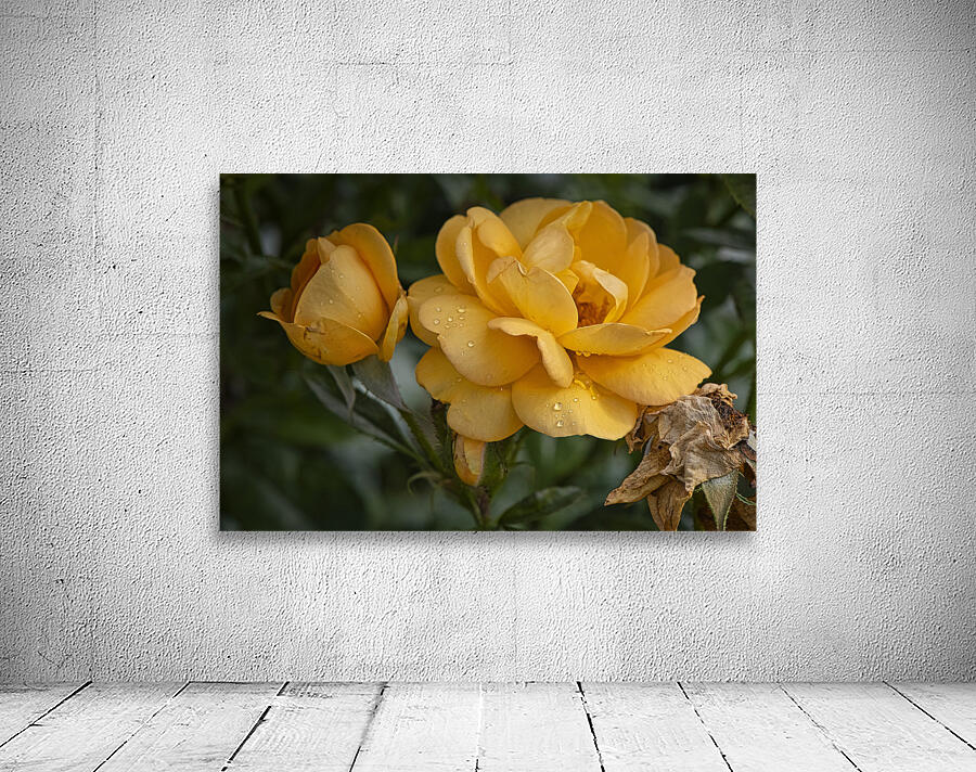 FS240818 RAINDROPS AND ROSES by FOTOSQUARES COM Wall Art