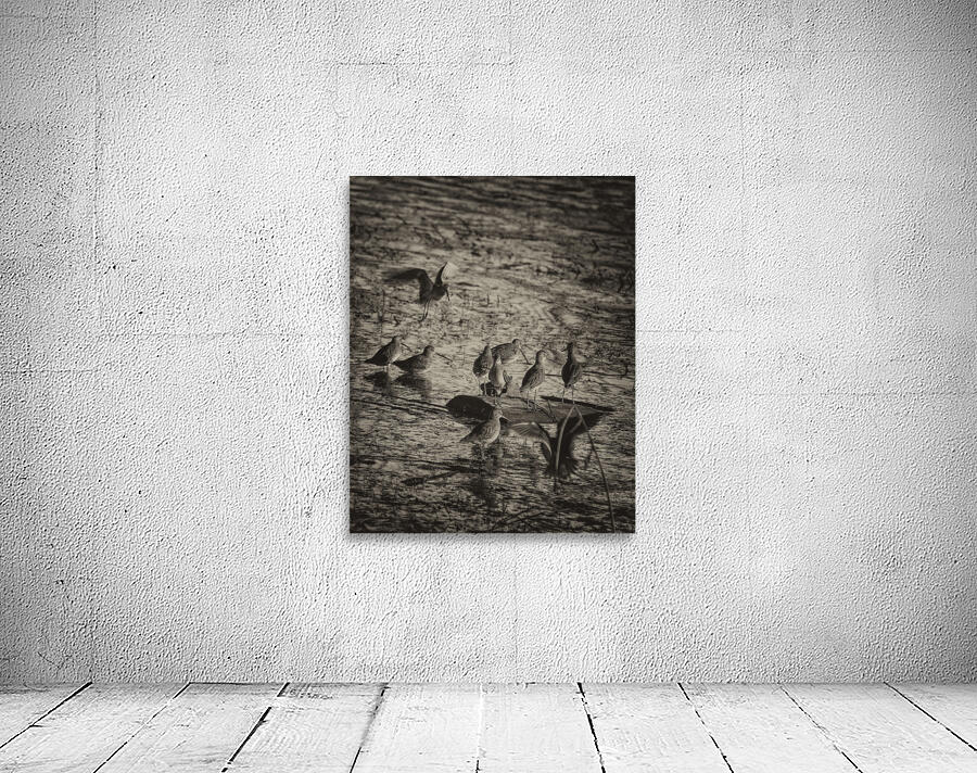 SANDPIPERS Wall Preview