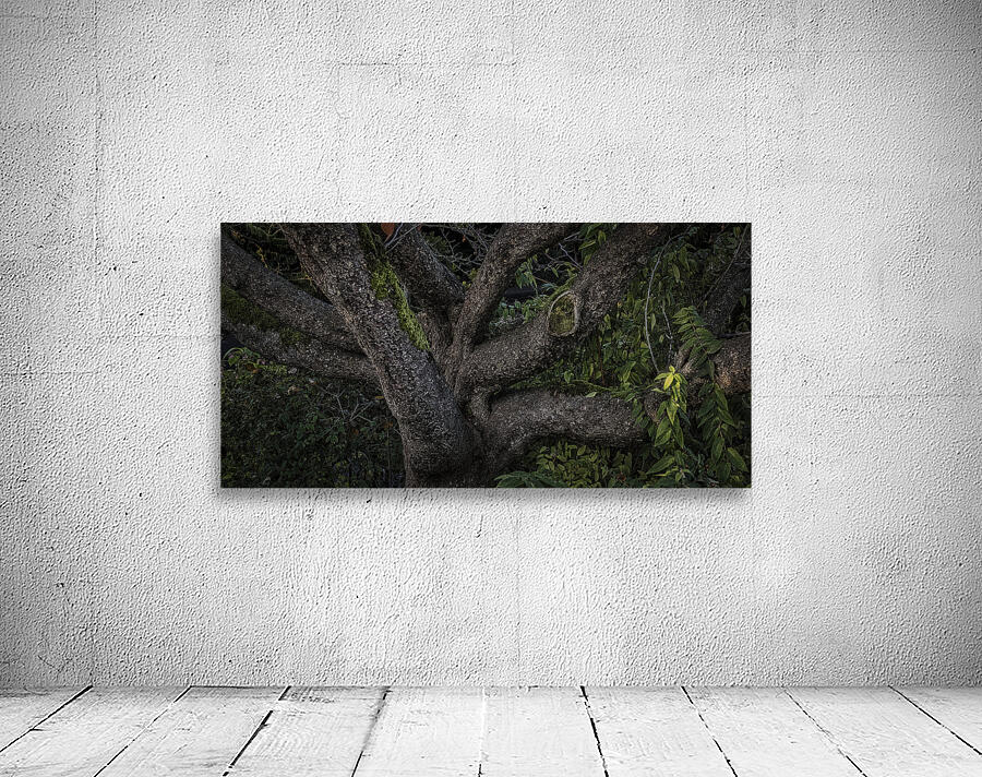 FS241203 A Tree Wall Preview
