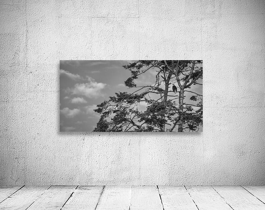 FS240802 BW EAGLE Wall Preview