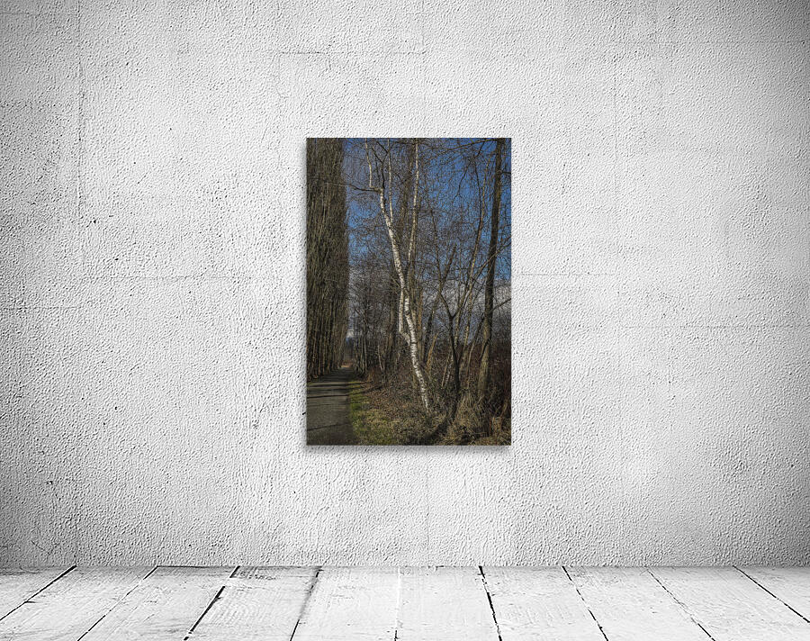 FS240207 BIRCH Wall Preview
