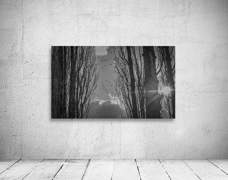 FS240207BW GEESE Wall Preview