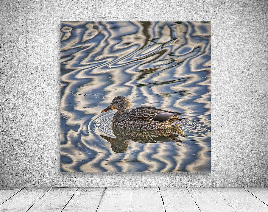 FS241224 DUCK Wall Preview