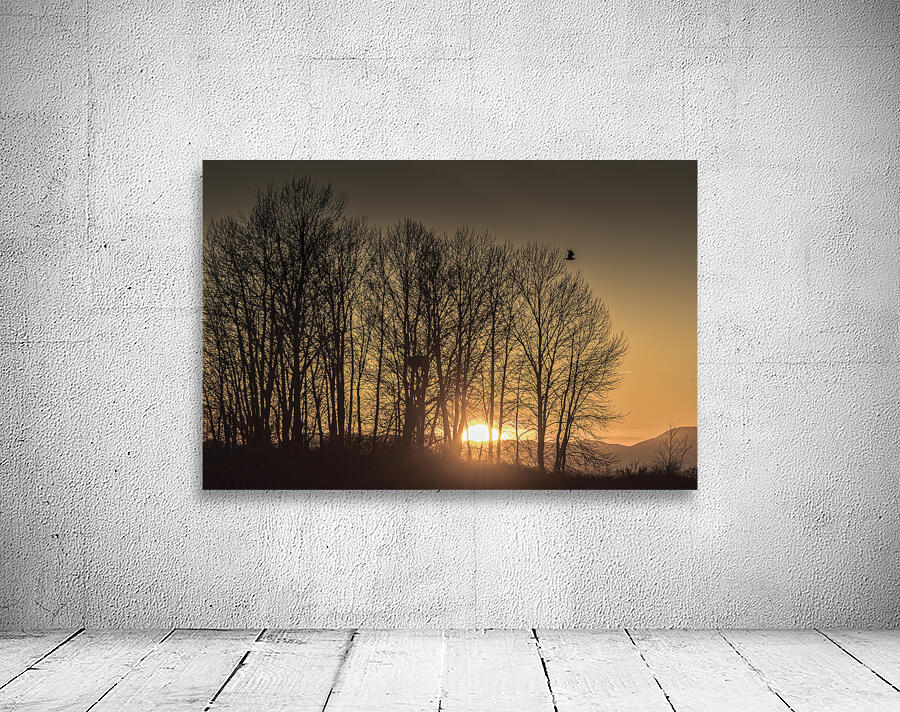 SUNSET BEHIND SILHOUETTE TREES Wall Preview