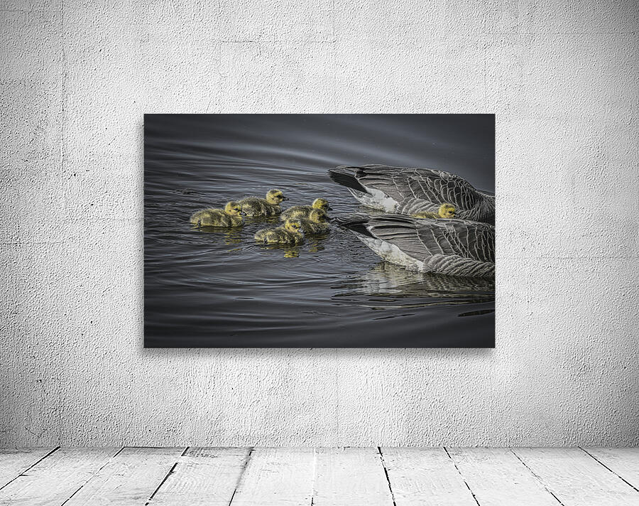 FS240422 GEESE FAMILY Wall Preview