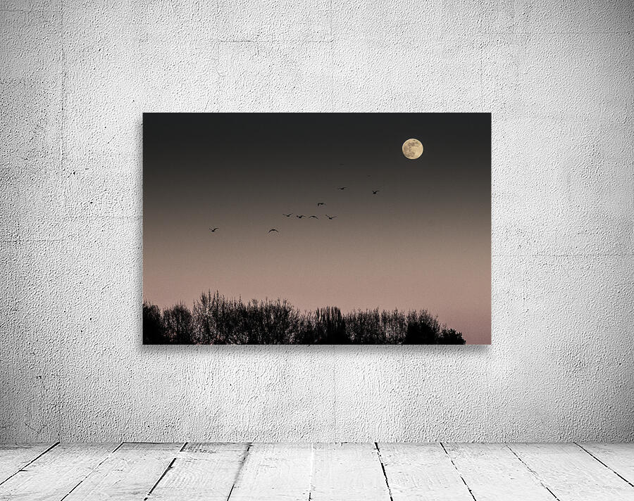 FS250211 MOONRISE Wall Preview