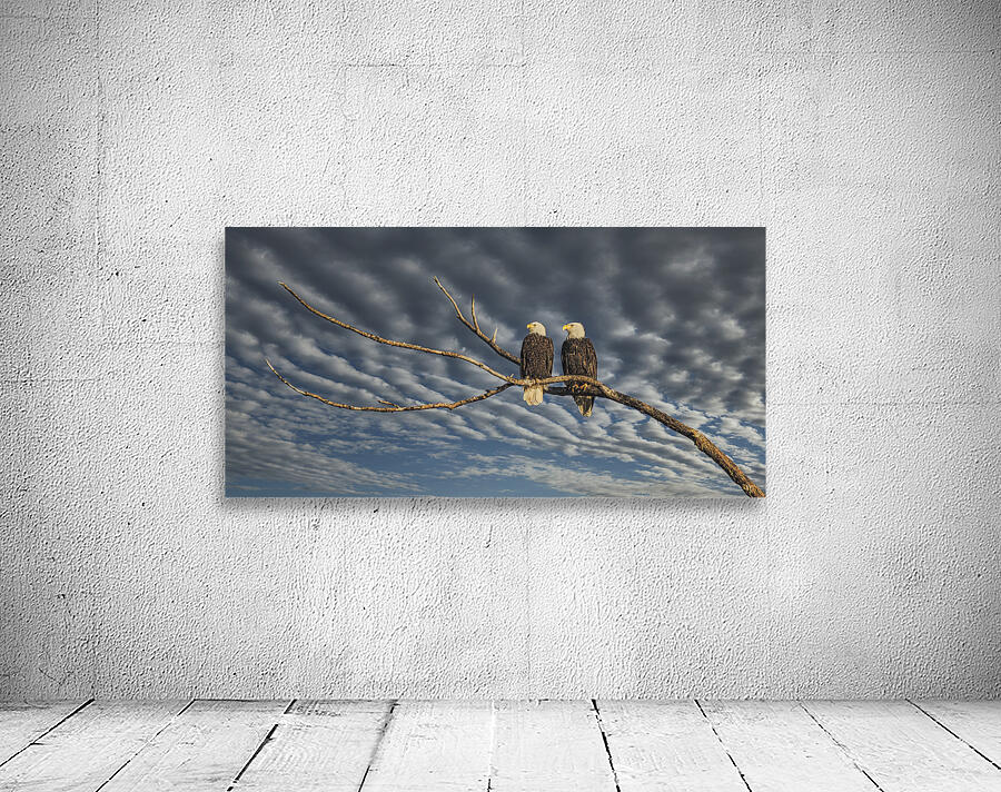 FS250211 EAGLES DW Wall Preview