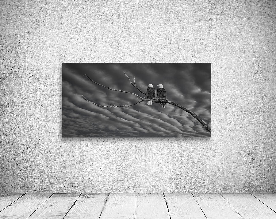 FS250211BW TWO EAGLES Wall Preview