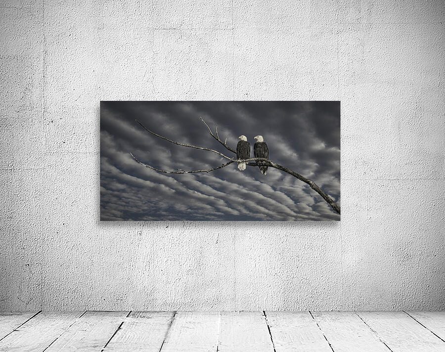 FS250211 MONO Wall Preview