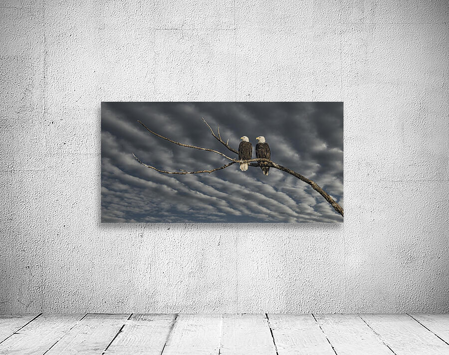 FS250211 TWO EAGLES DW1 Wall Preview