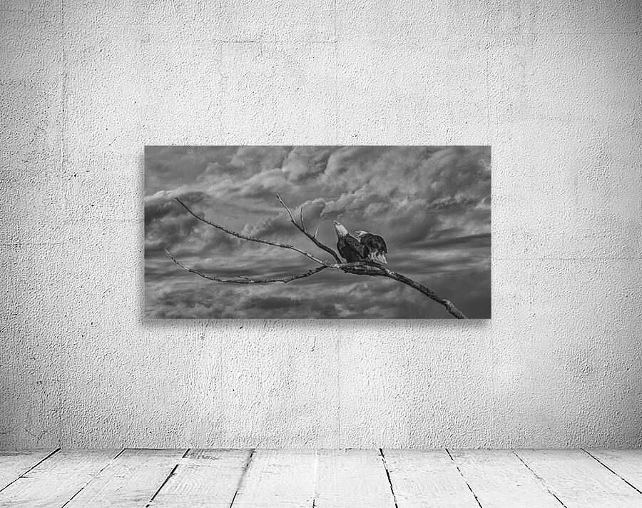 FS250211 BW TWO EAGLES Wall Preview