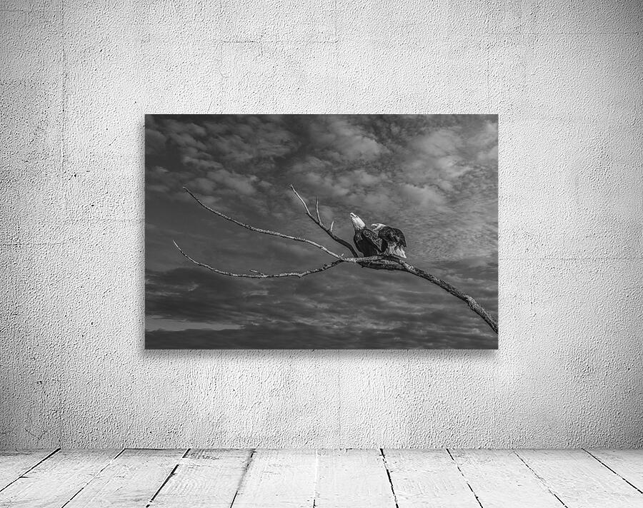 FS250211 EAGLES TWOGETHER BW2 Wall Preview
