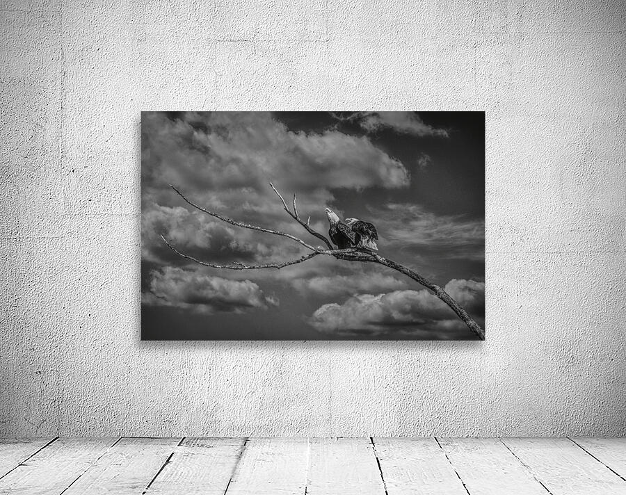 FS250211BW EAGLES CALLING Wall Preview