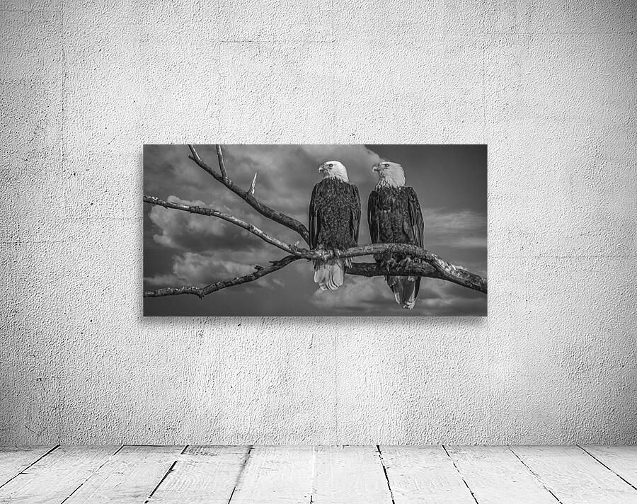 FS250211 EAGLES TWOGETHER BW Wall Preview