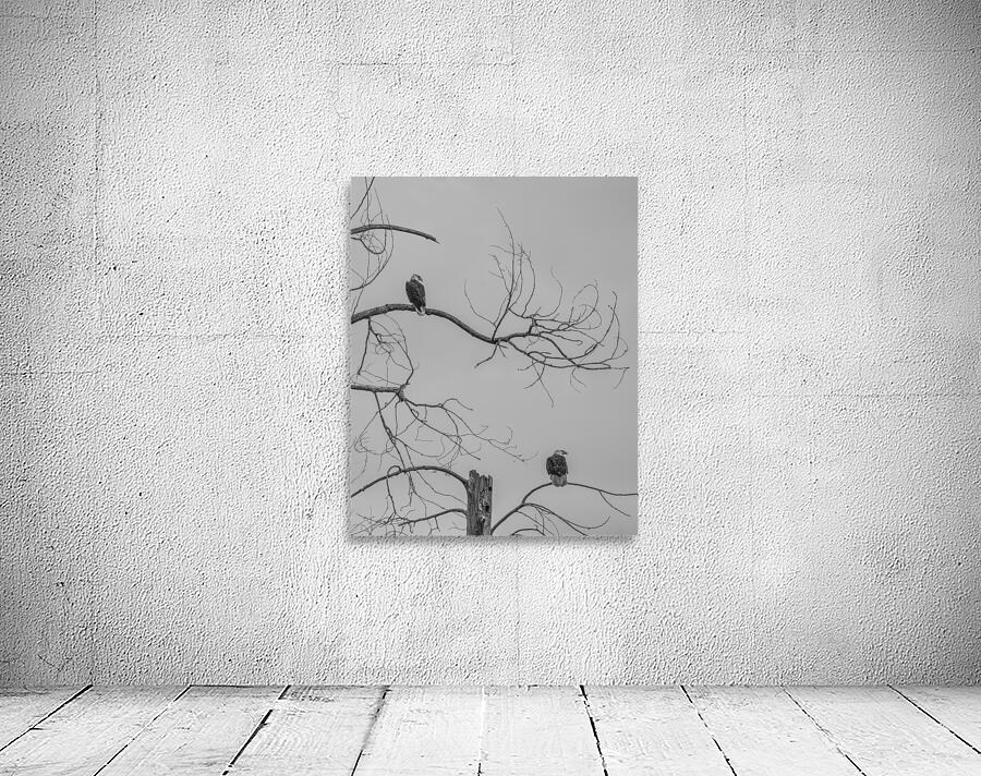 FS250209 TWO EAGLES TWOGETHER BW Wall Preview