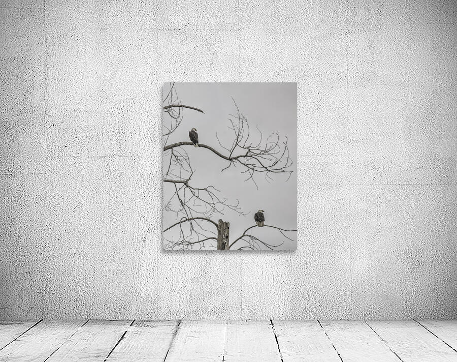 FS250209 EAGLES EKTAR 100 Wall Preview