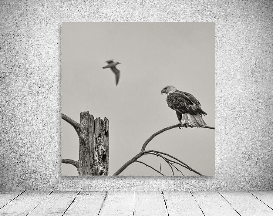 FS250209 EAGLE SQ Wall Preview