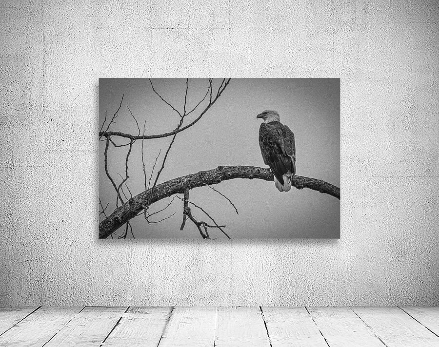 FS250209 ANTIQUE BW Wall Preview