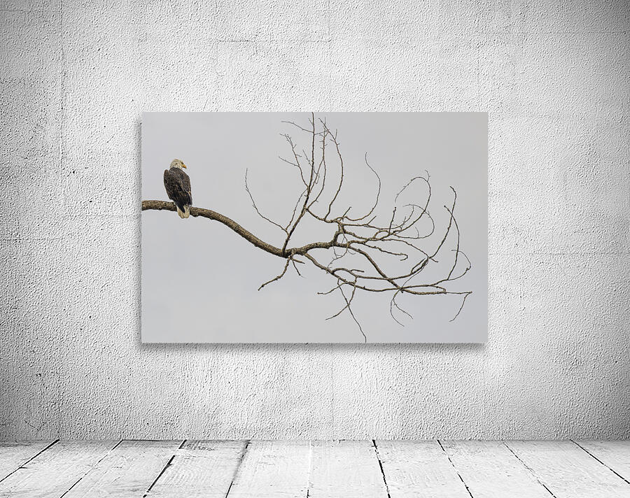 FS250209 AN EAGLE ON TREE CT2 Wall Preview