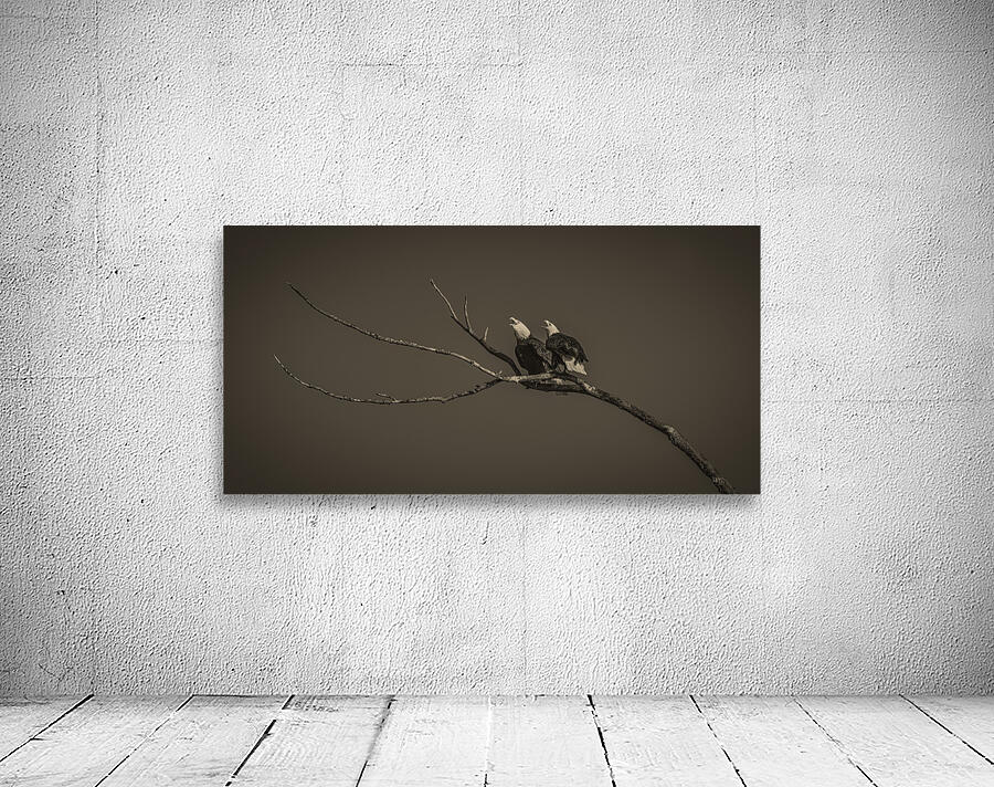 FS250211 EAGLES CALLING TONED Wall Preview