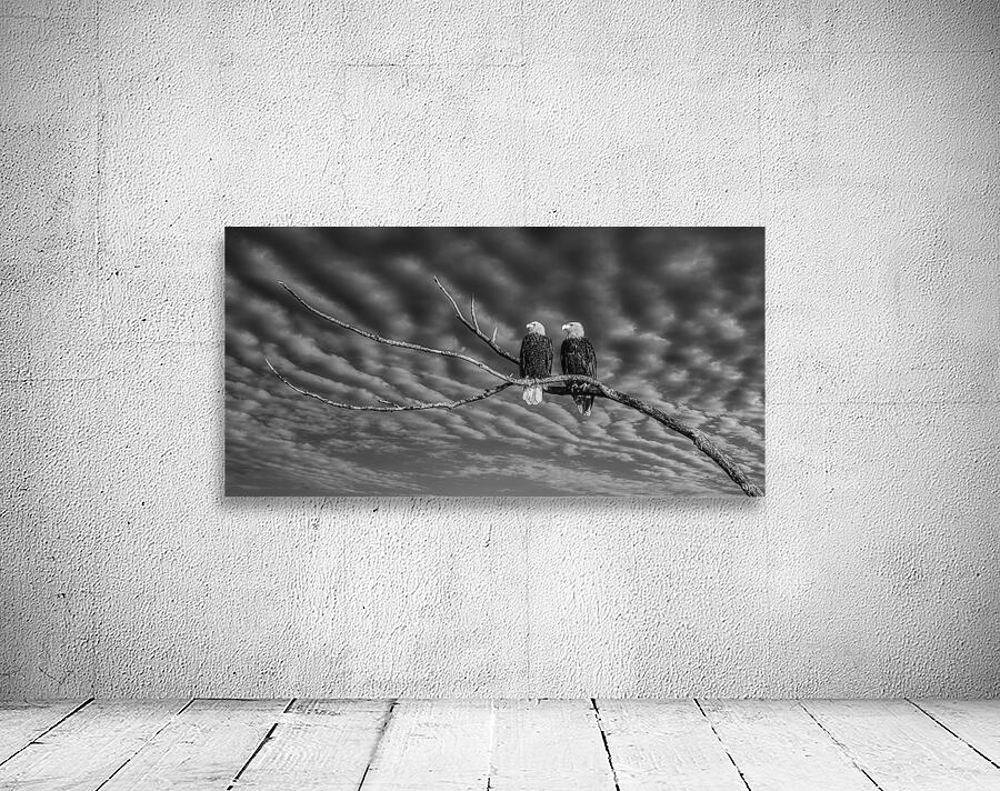 FS250211 EAGLES DW Edit Wall Preview
