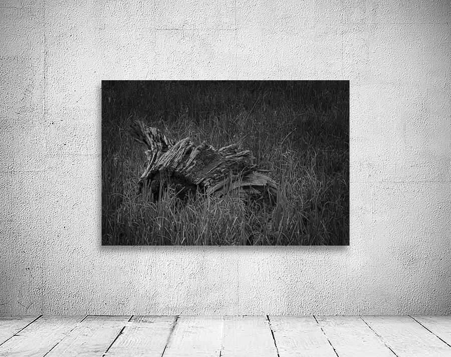 FS250314 BW ROOTS Wall Preview
