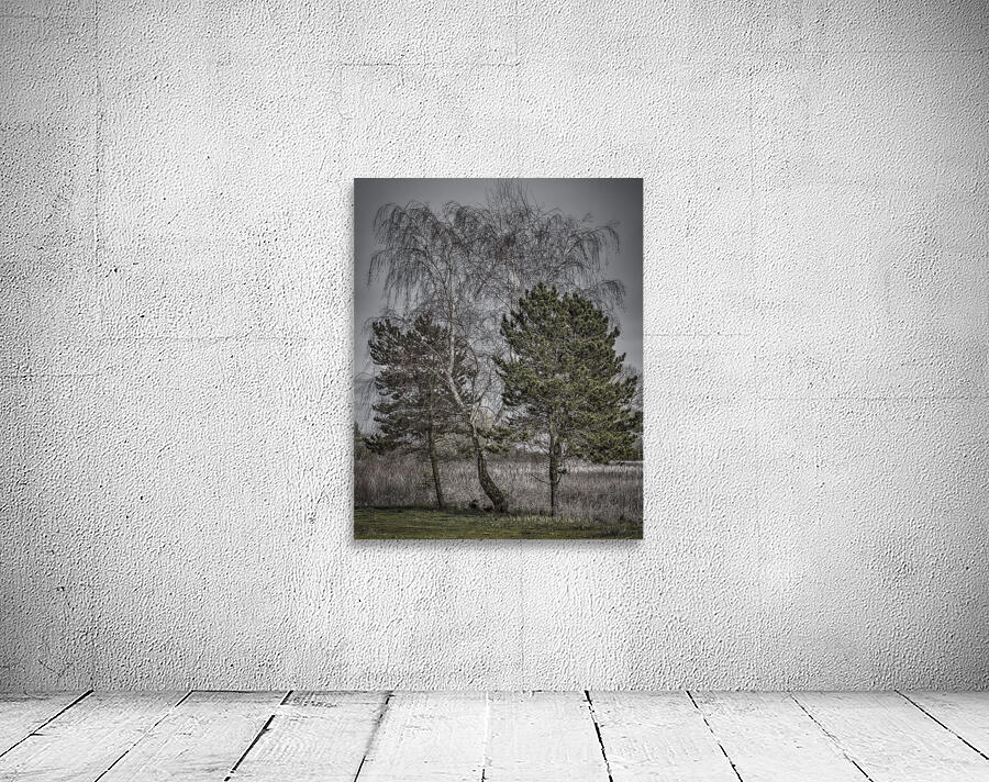 FS250326 THREE TREES 810 Wall Preview