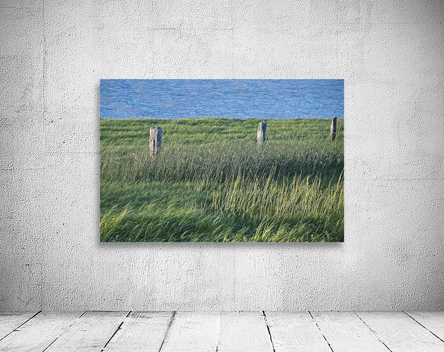 FS250607 GRASSES Wall Preview
