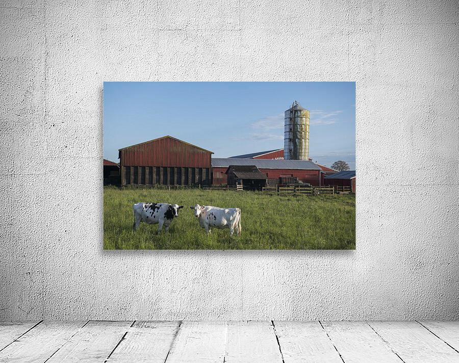 FS250528 COWS Wall Preview