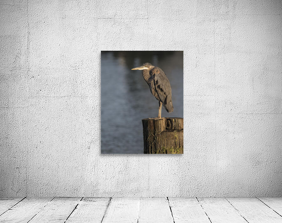 FS250704 HERON Wall Preview