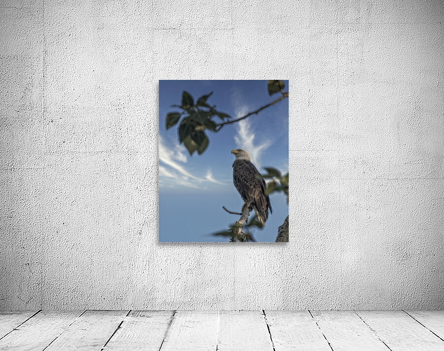 FS250707 EAGLE RESTING ON TREE Wall Preview